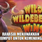 Tips Maxwin Wild Wildebeest Wins
